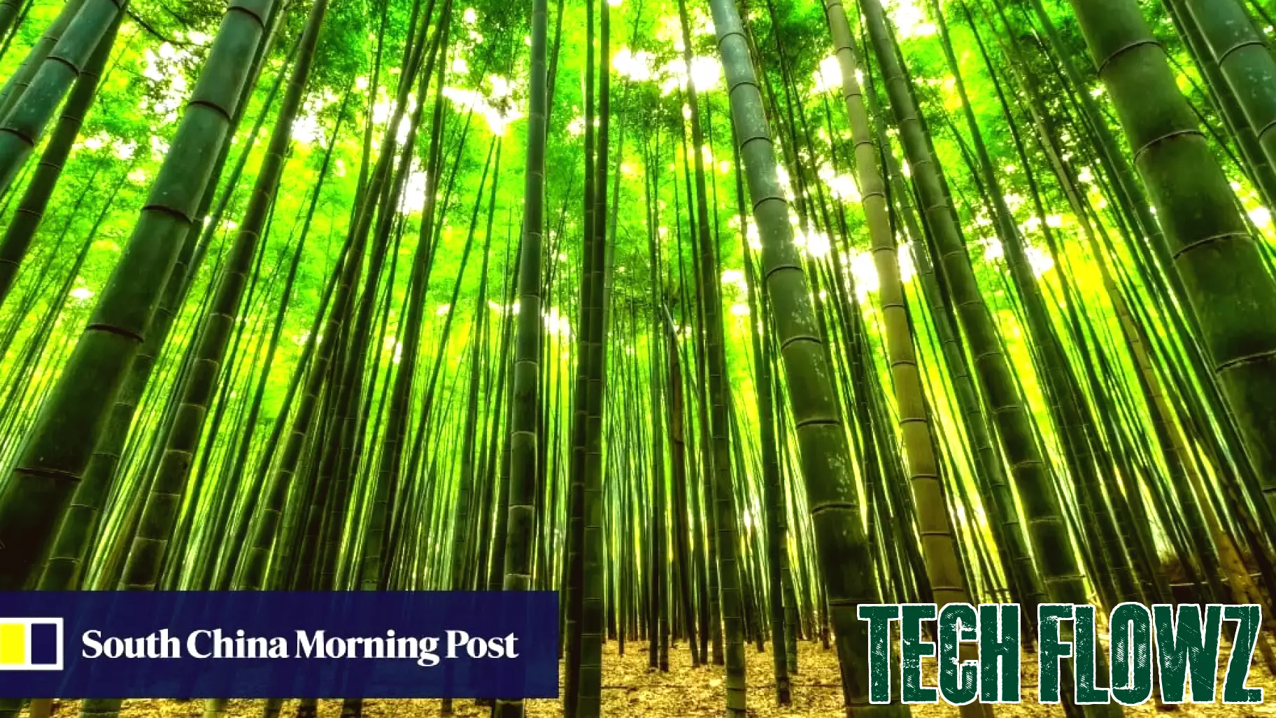 Innovative Bamboo Technologies Pave the Way for Sustainable Engineering