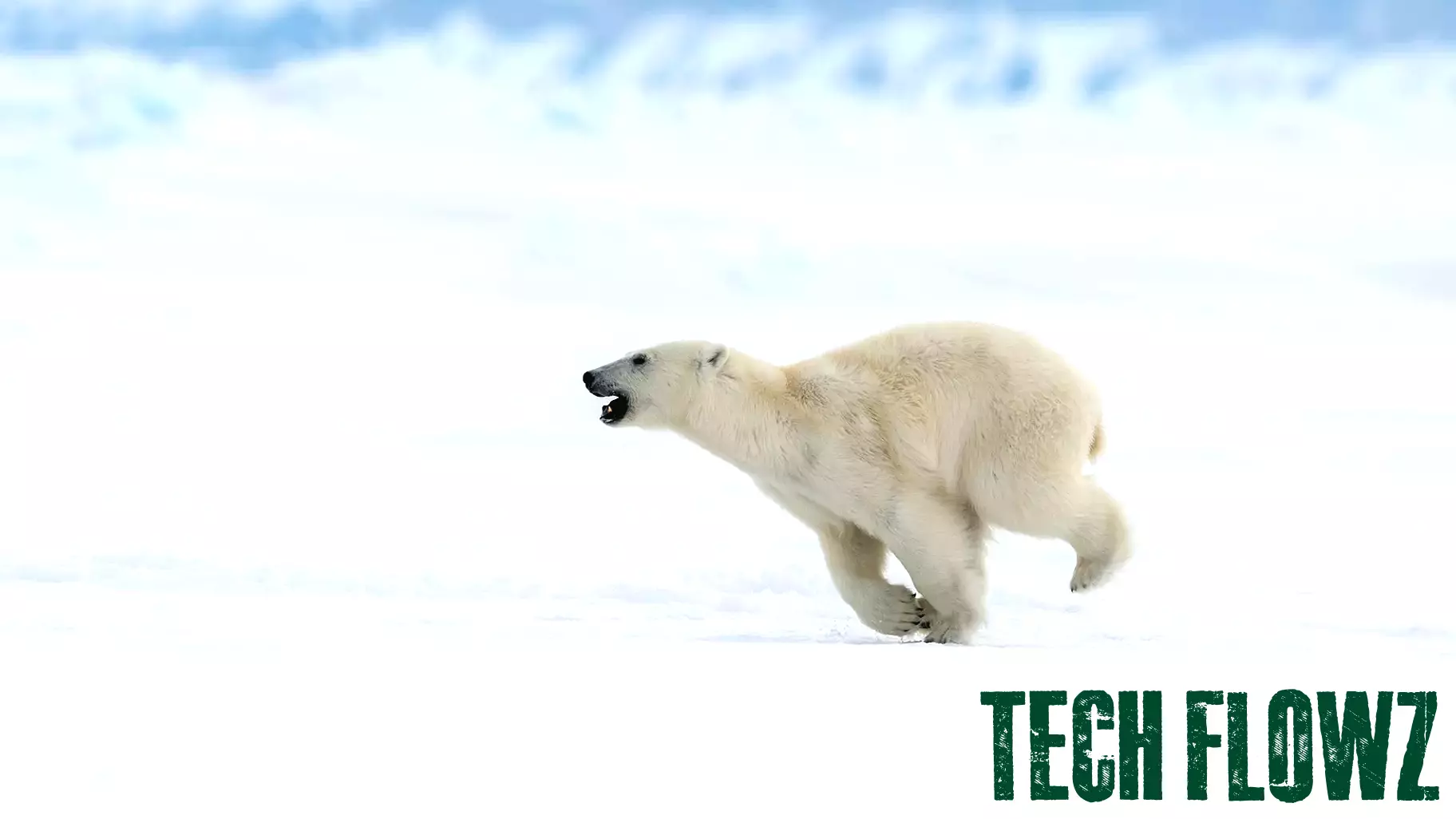 Innovative Technology Aims to Mitigate Human-Bear Conflicts