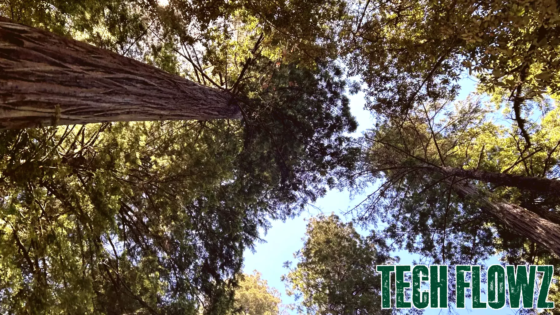 MSU uses 3D mapping technology and AI for forest management