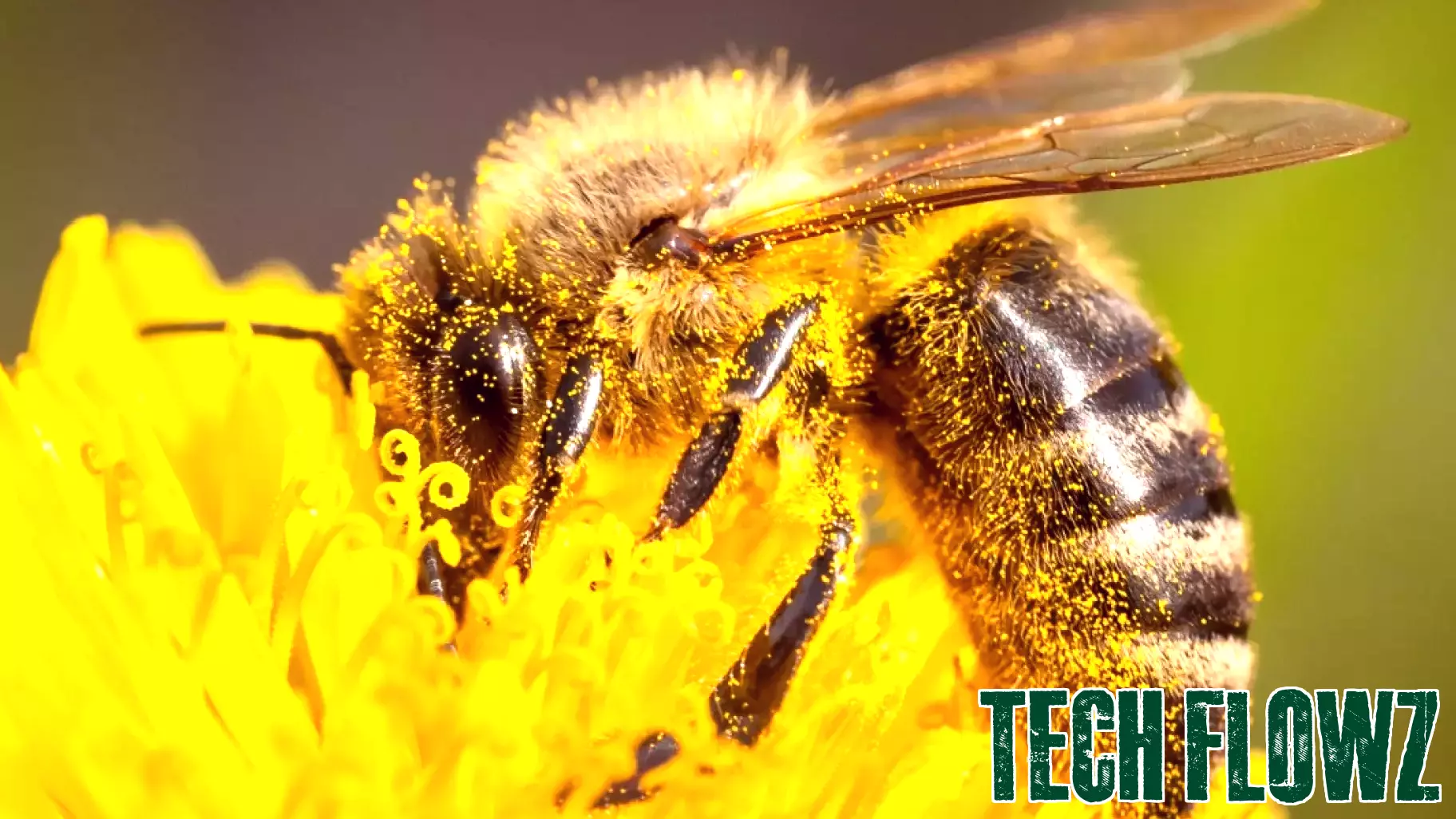 Remote-Controlled Bees: A New Frontier in Insect Manipulation