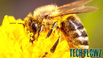 Remote-Controlled Bees: A New Frontier in Insect Manipulation