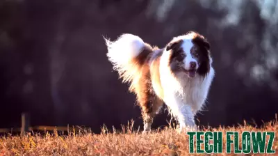 Veterinary neurologist repurposes technology from human medicine to diagnose epilepsy in dogs